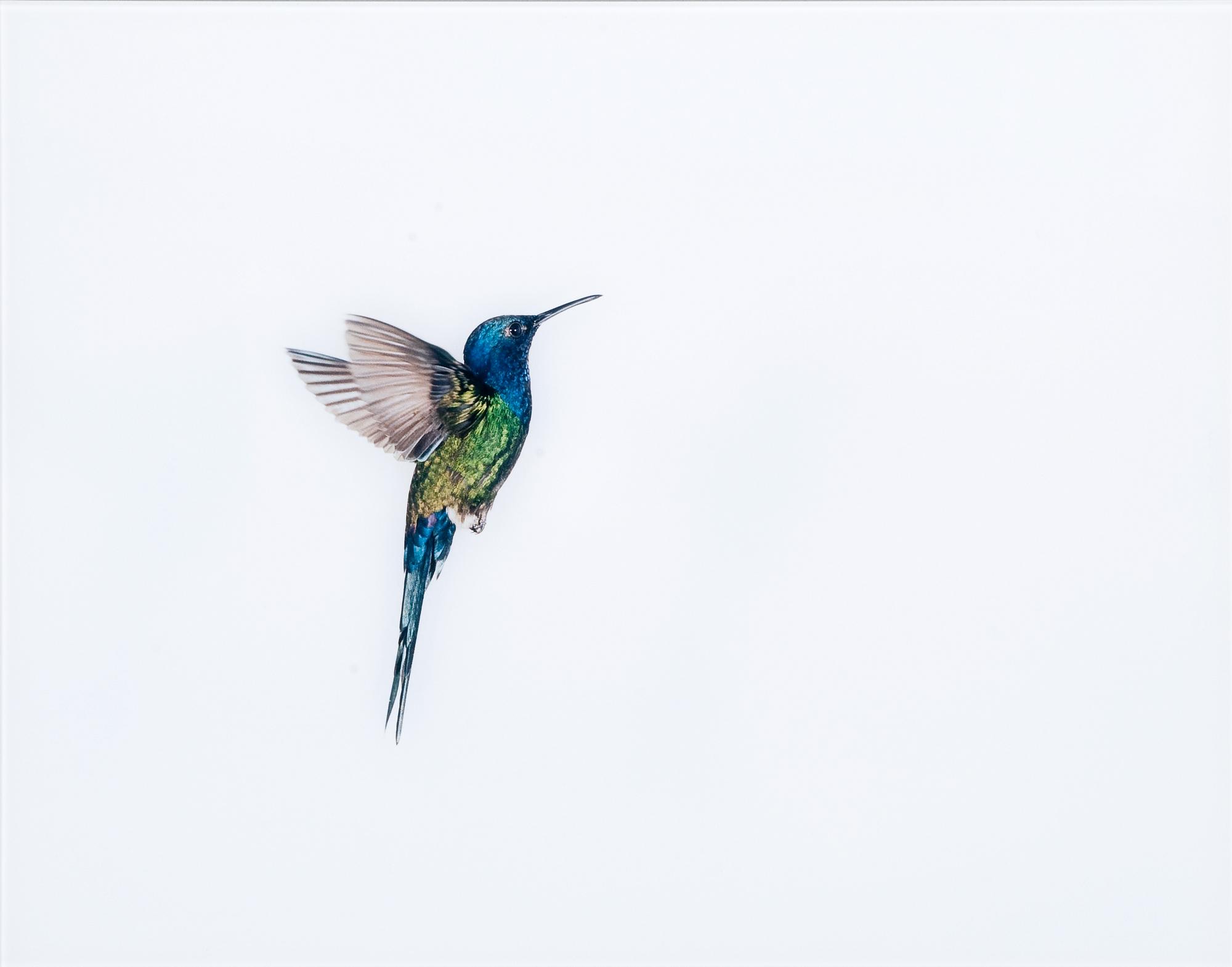 Sanna Kannisto, "HUMMINGBIRD FLIGHT".