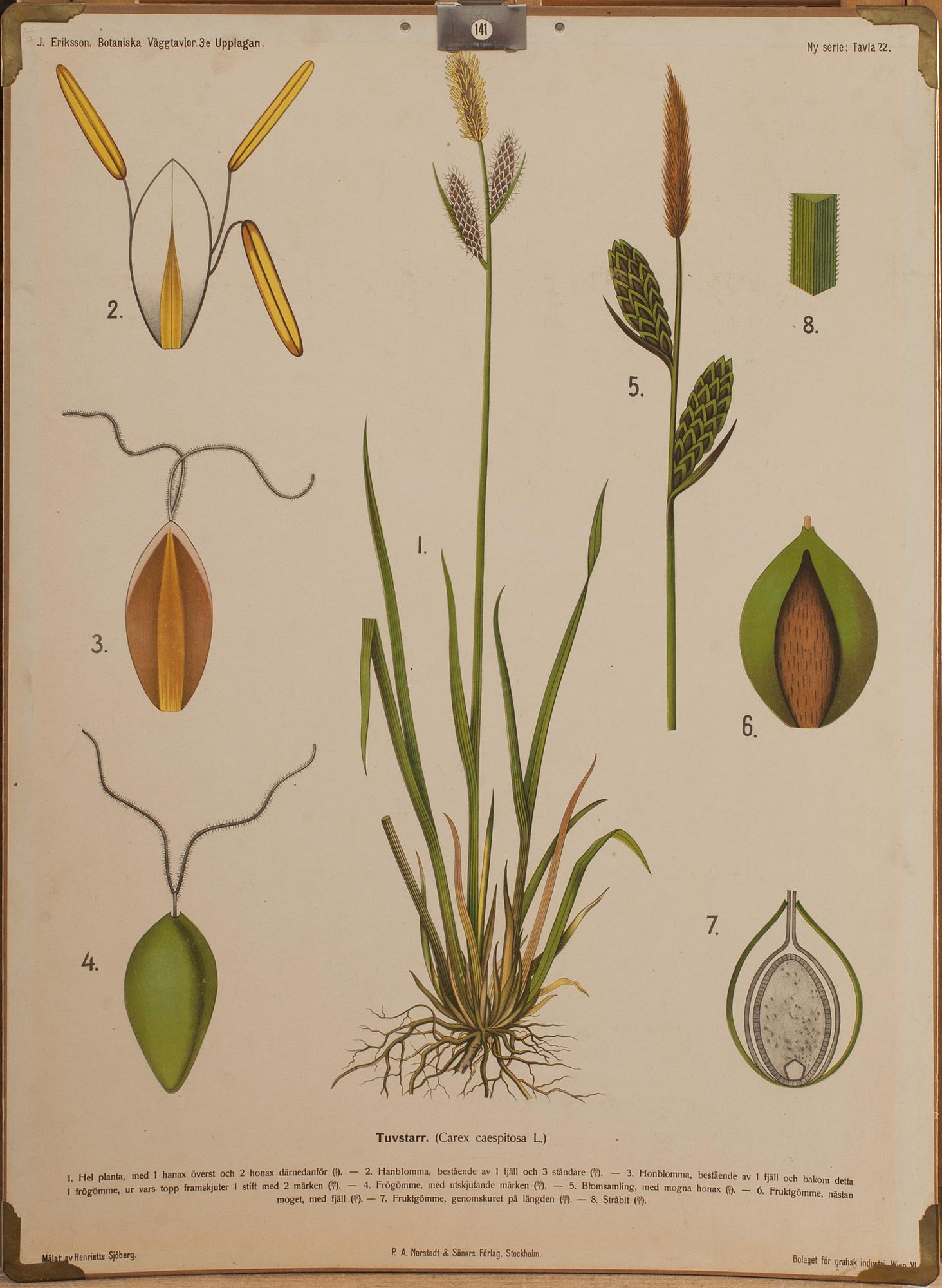 SKOLPLANSCHER, 5 st, 1900-tal.