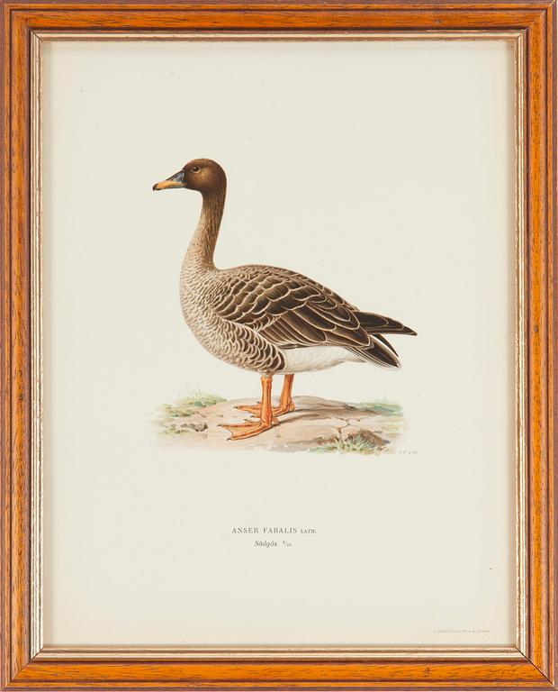 LITOGRAFISKA TRYCK, 5 st, ur M och W von Wrights "Svenska fåglar", A. Börtzells, Stockholm, 1917-29.