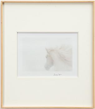 Lord Snowdon, "Arab Stallion", 1966.
