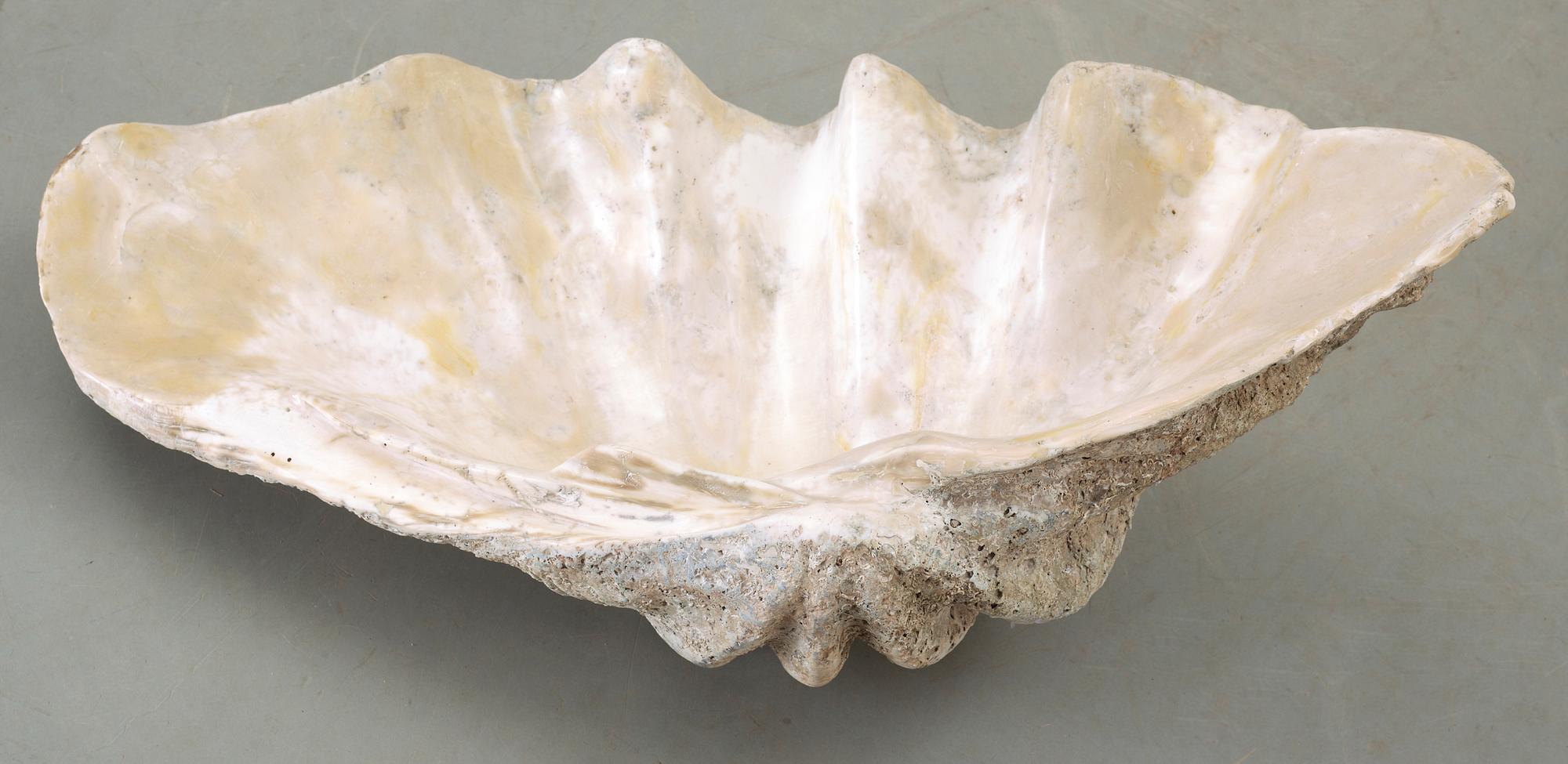 MUSSLA, fossil.