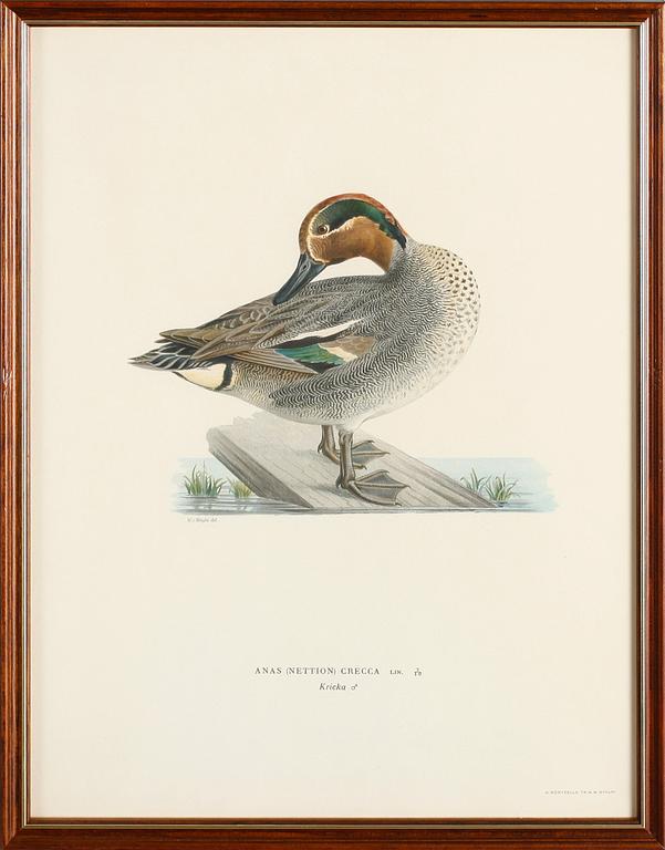 LITOGRAFISKA TRYCK, 13 st, ur von Wrights "Svenska fåglar", A. Börtzells, Stockholm.