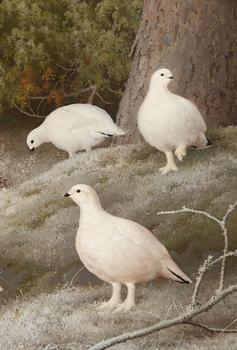 Ferdinand von Wright, Ptarmigans.