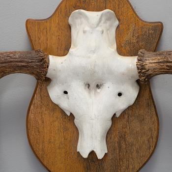 Jakttrofé, älghorn 12 taggar, 1960-tal.