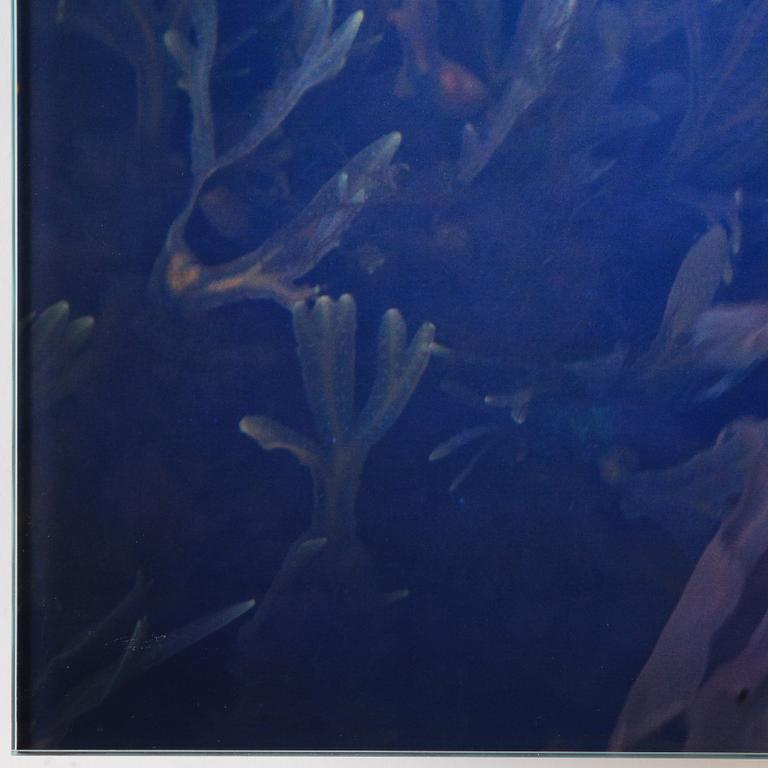 Lena Koller, "Tång", 2013.