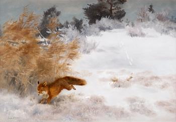 860. Bruno Liljefors, Fox in a winter landscape.