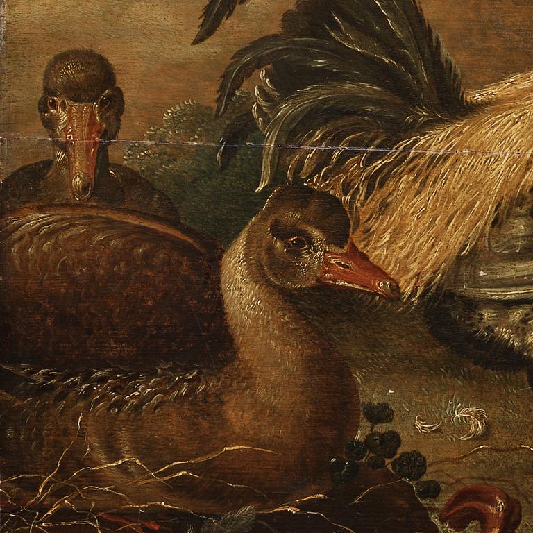 Gijsbert Gillisz. de Hondecoeter Attributed to, The duck and chicken family.