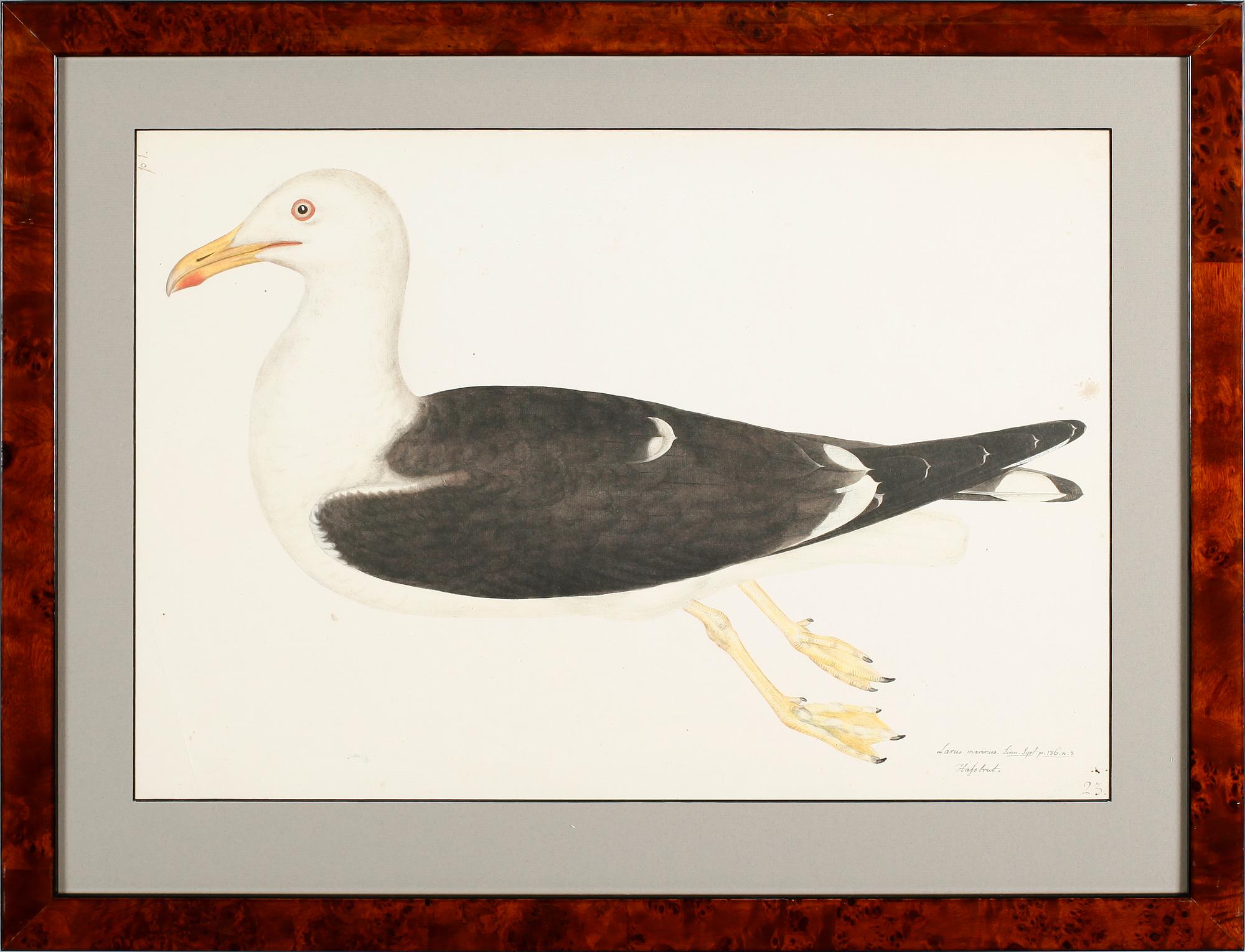 RUDBECK, OLOF D.Y, efter, 5 st, faksimil av fågelplanscher, 1900-talets andra hälft.