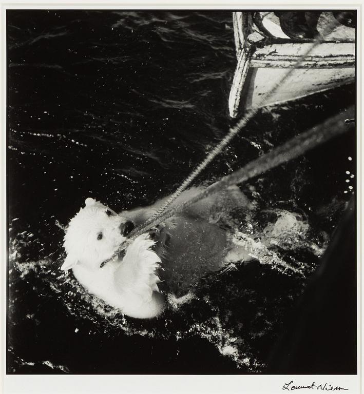 Lennart Nilsson,  "Isbjörnsjakt vid Hvitøya (Vitön), Svalbard, Norge 1947".