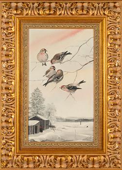 Teppo Terä, Gråsiskor.