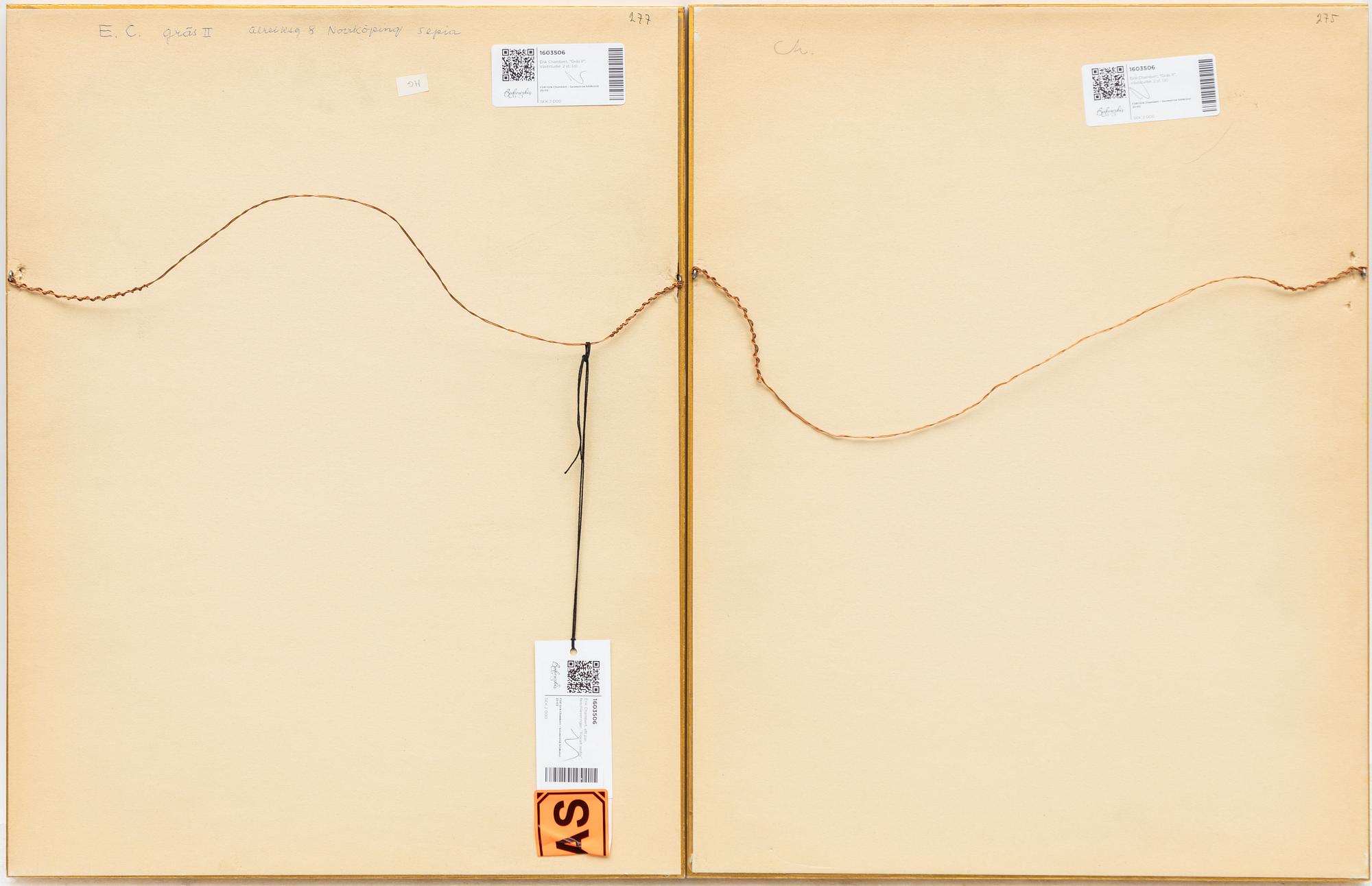Erik Chambert, "Gräs II", Plant Study, 2 pcs.