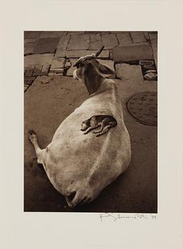 Pentti Sammallahti, "Varanasi, 1999".