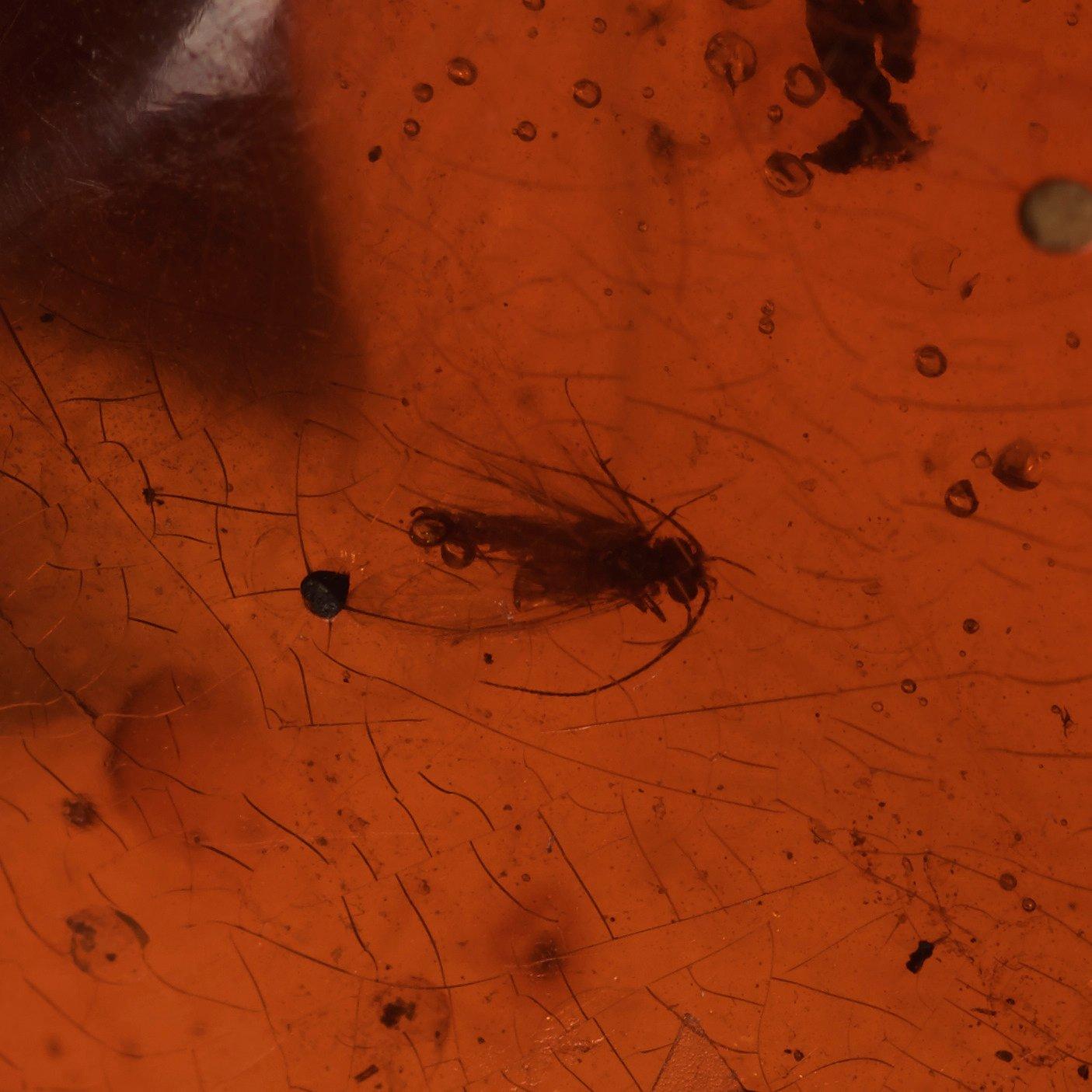 A polished piece of amber, Qing dynasty (1644-1912).