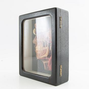 Anatomical model Lehrmittelwerke Berlin Publishing House 1920s/30s.