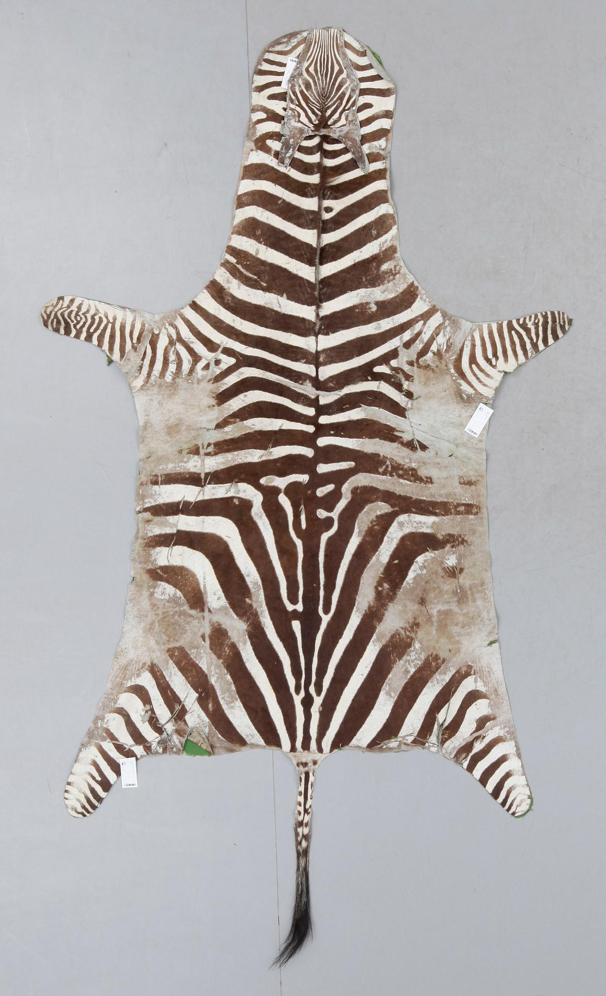 ZEBRASKINN, Zambia, 1980-tal.