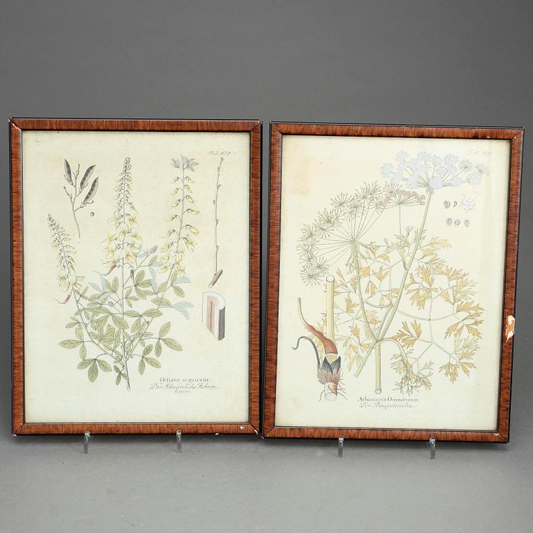 GRAVYRER, 10st, Botaniska planscher, 1700-tal/1800-talets första hälft.