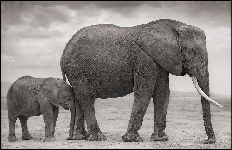 Nick Brandt, "Elephant Mother with Baby at Leg, Amboseli", 2012.