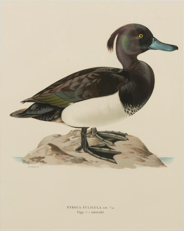 VÄRILITOGRAFIOITA, 3 kpl, Wilhelm ja Magnus von Wrightin mukaan. A. Börtzell, Tukholma.