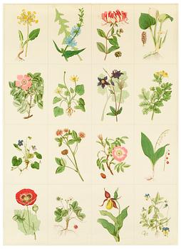458. A set of 8 prints after C A Lindman's 'Flora' , the type used by Josef Frank on his Flora pieces.