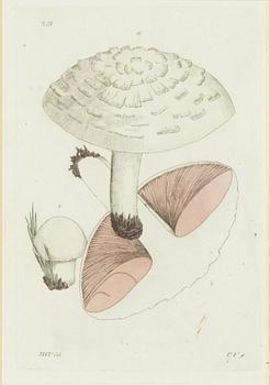 Twelve hand-coloured engravings, J.W. Palmstruch, from 'Svensk Botanik', 1802-1840.