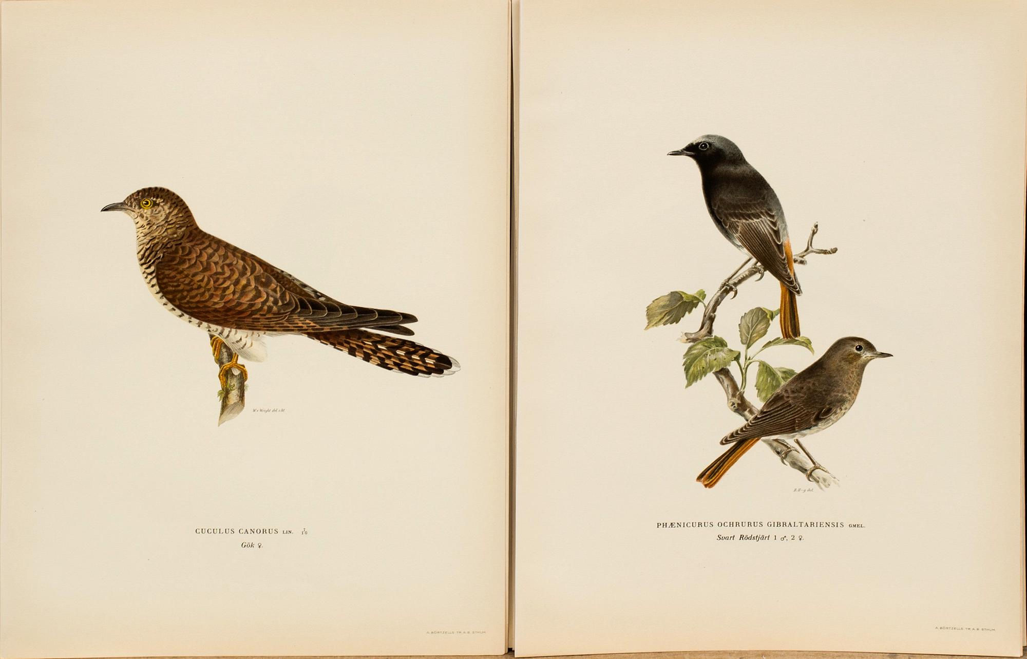 FROM VON WRIGHT "SVENSKA FÅGLAR", 50 pcs, A. Börtzells. 1924.
