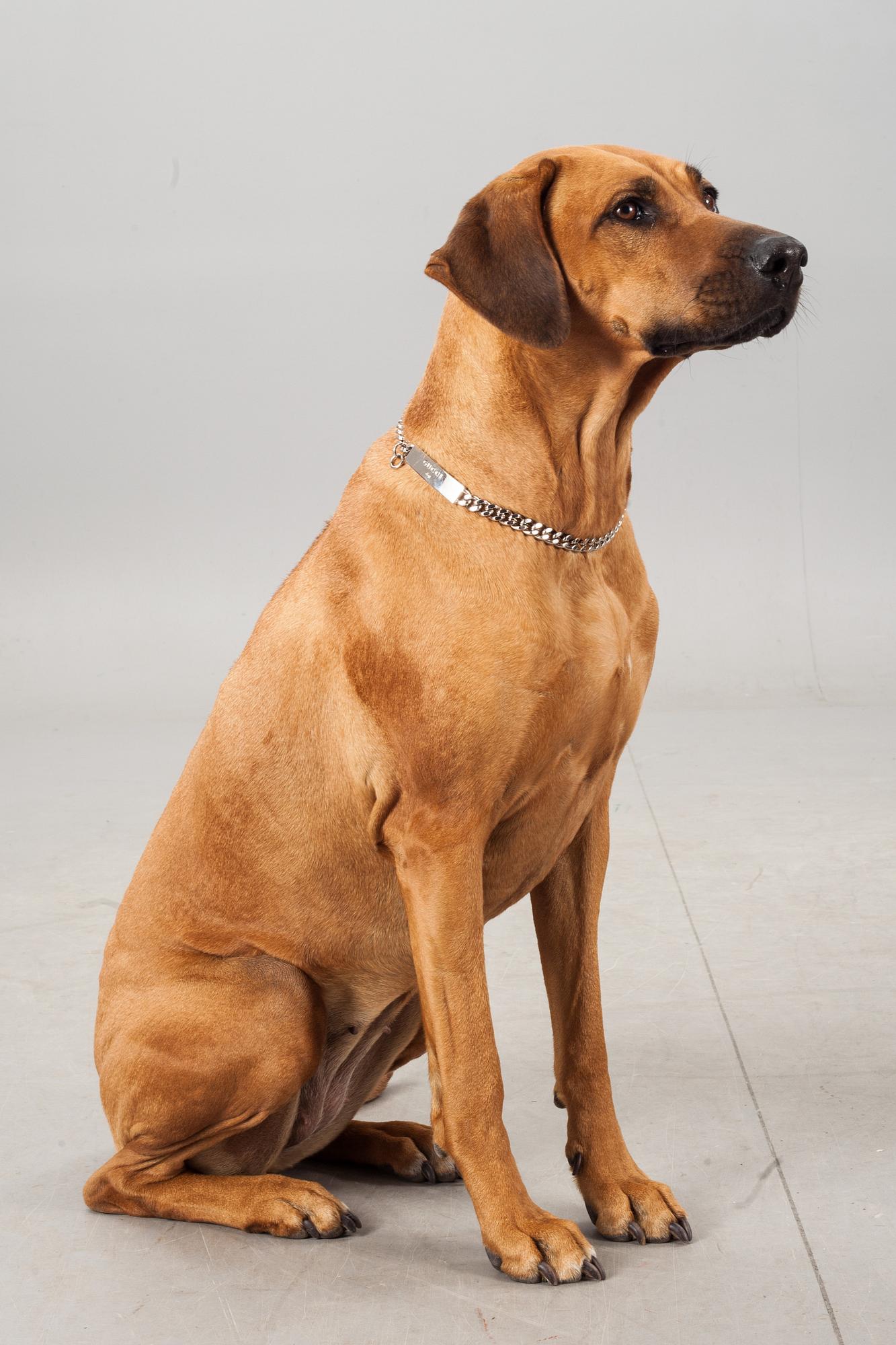 HUNDHALSBAND, 2 stycken, Gucci.