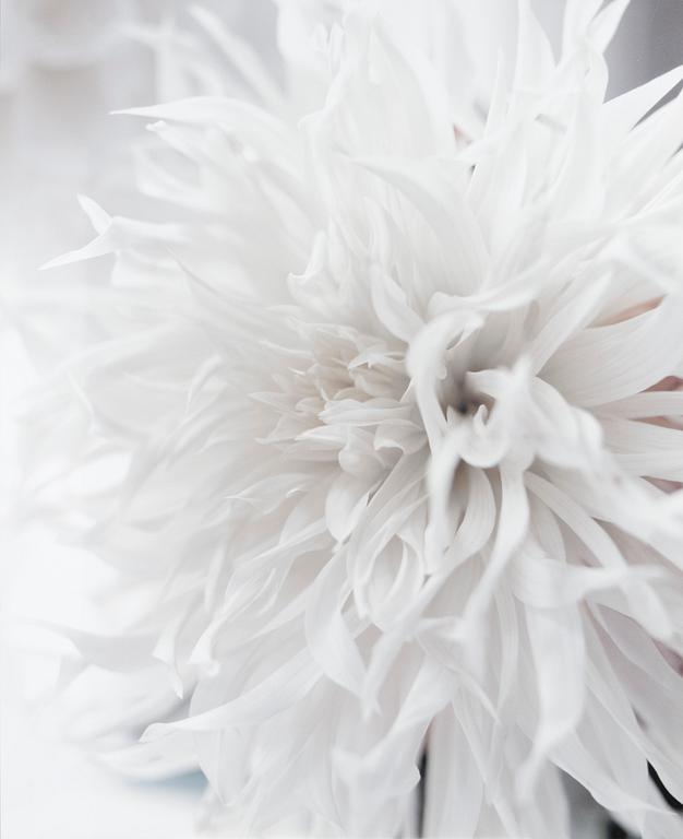 Ullamaija Hänninen, "Dahlia".