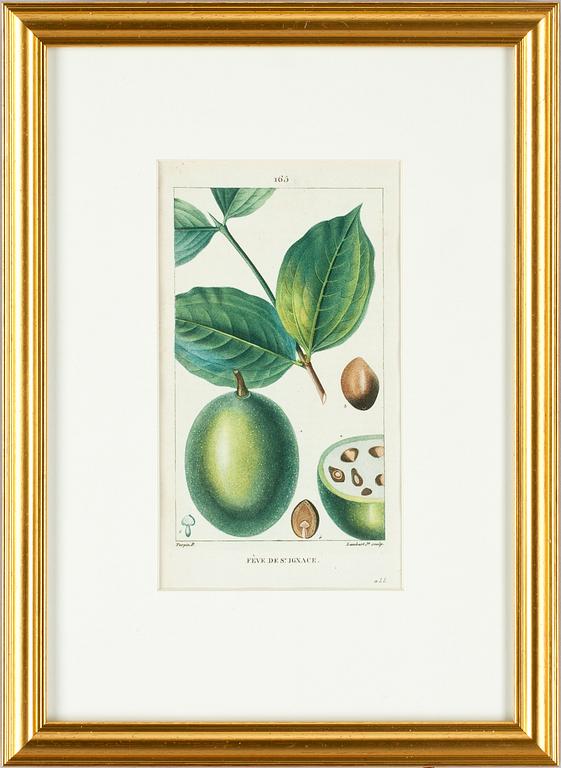 HANDKOLORERADE GRAVYRER, 6 st ur "Flore Médicale" av P.J.F.Turpin mfl, Paris 1814-1818.
