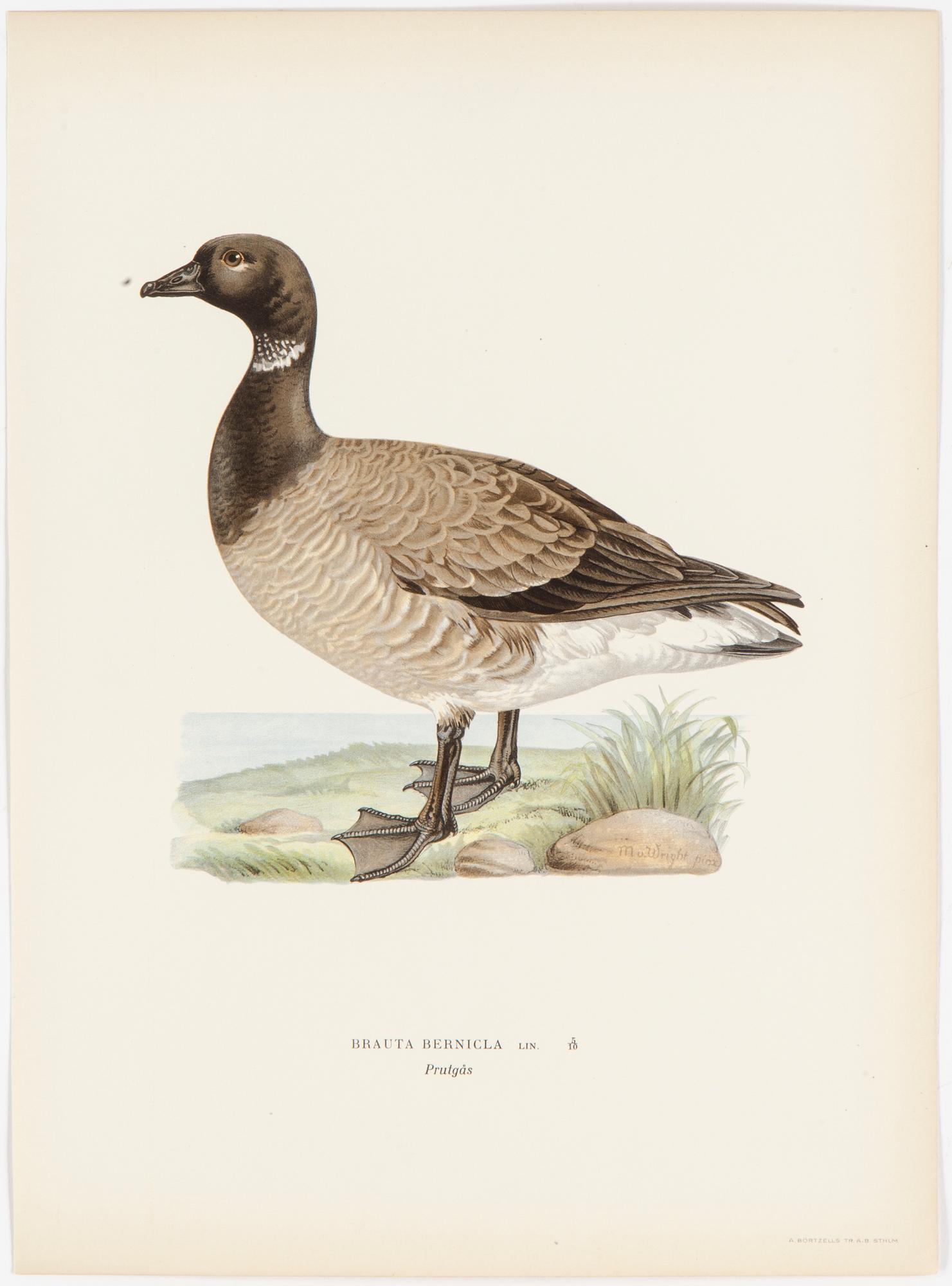 LITOGRAFISKA TRYCK, 40 st, ur M och W von Wrights "Svenska fåglar", A. Börtzells, Stockholm, 1917-29.