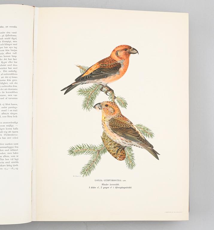 VON WRIGHT, "Svenska fåglar",
