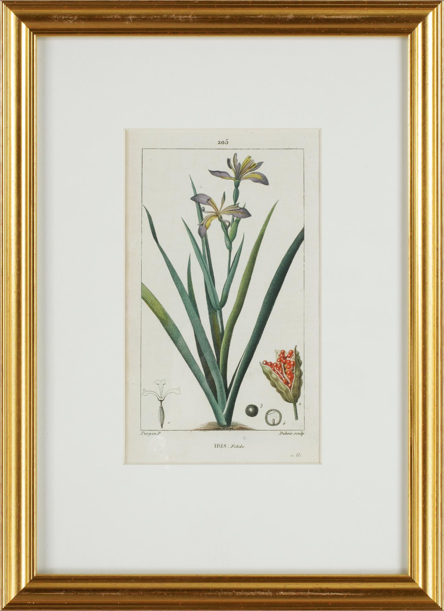 HANDKOLORERADE GRAVYRER, 6 st ur "Flore Médicale" av P.J.F.Turpin mfl, Paris 1814-1818.