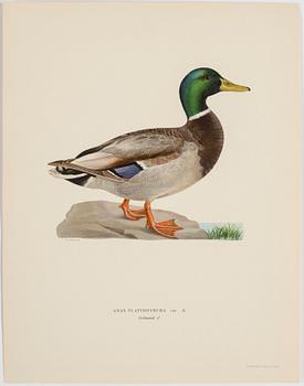 A set of 252 "Svenska fåglar" posters by M o W von Wright, Ivar Baarsens publishings, Stockholm.