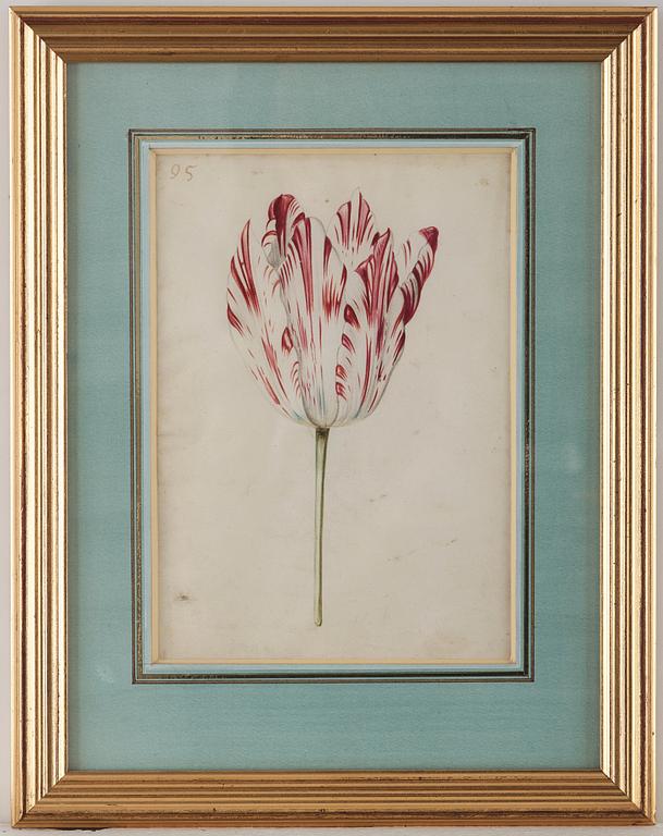 Jacob Marrel Attributed to, Study of flowers (7).