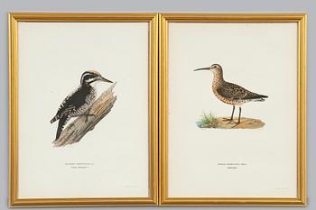 561. Wilhelm von Wright, LITHOGRAPH 2 PCS.