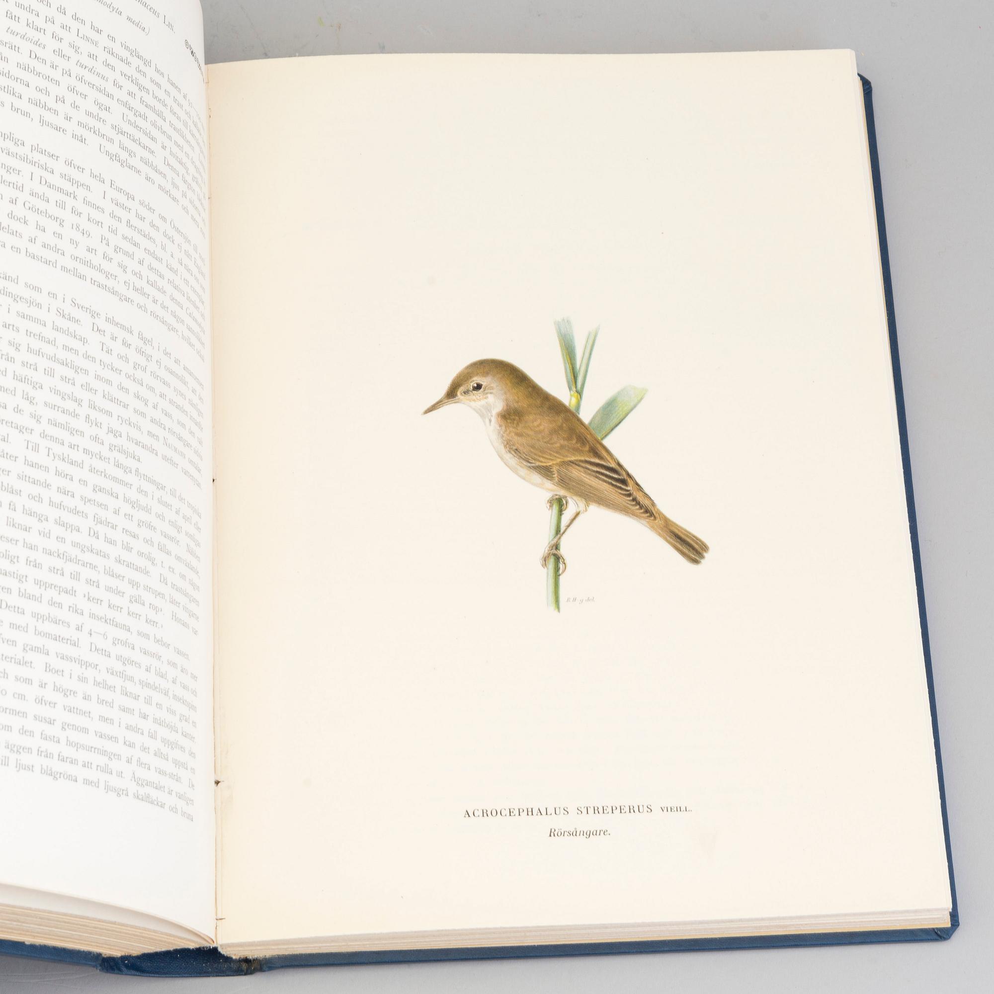 M, W & F VON WRIGHT, bokverk, 3 band, "Svenska fåglar", A. Börtzells tryckeri AB Stockholm, 1924-1929.