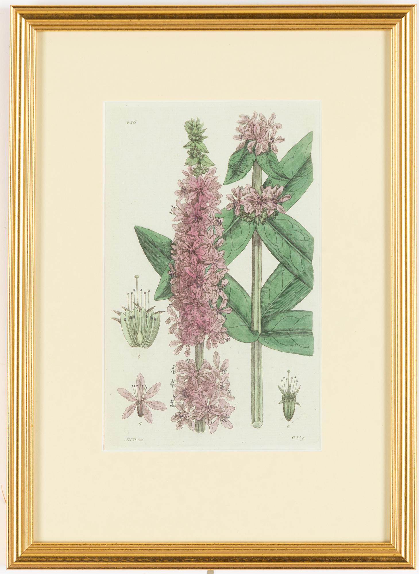 Twelve hand-coloured engravings, J.W. Palmstruch, from 'Svensk Botanik', 1802-1840.