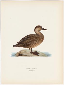 LITOGRAFISKA TRYCK, 40 st, ur M och W von Wrights "Svenska fåglar", A. Börtzells, Stockholm, 1917-29.