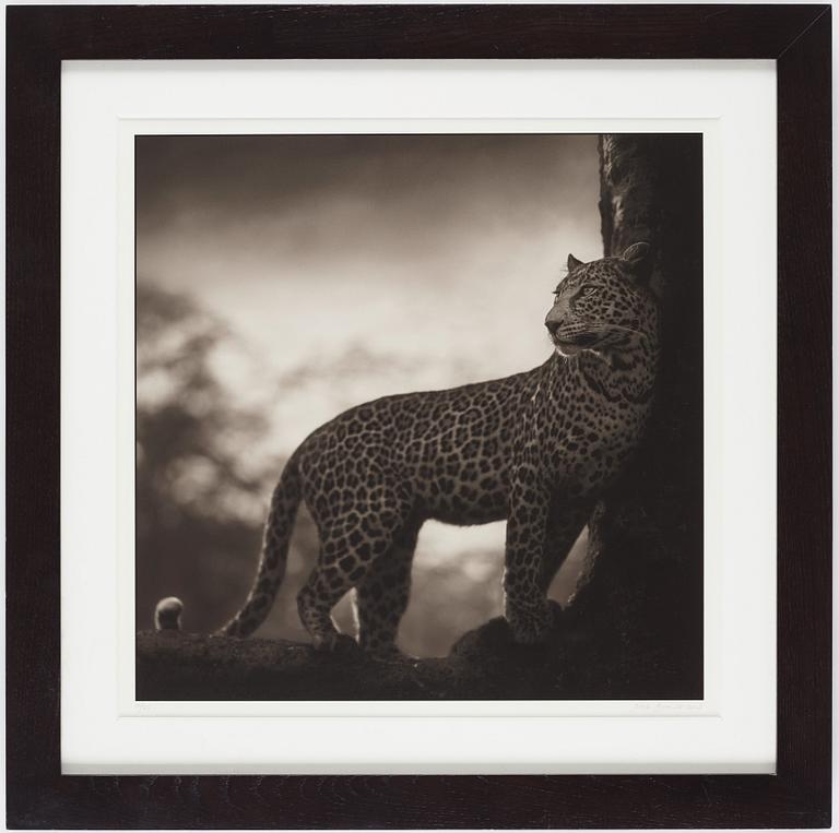 Nick Brandt, "Leopard in Crook of Tree, Nakuru, 2007".