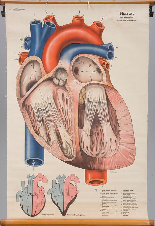 SKOLPLANSCH, 2 st, bland annat "Väggtavla övfer Friska och Sjuka tänder" 1925.