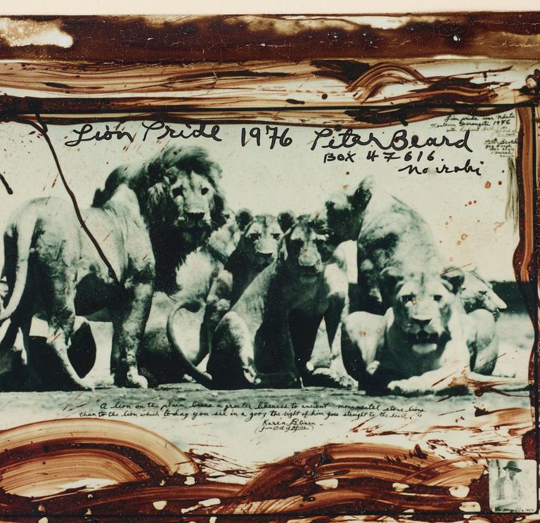 Peter Beard, "Lion Pride", 1976.