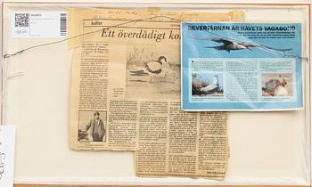 Lars Jonsson, "Silvertärnans unge".