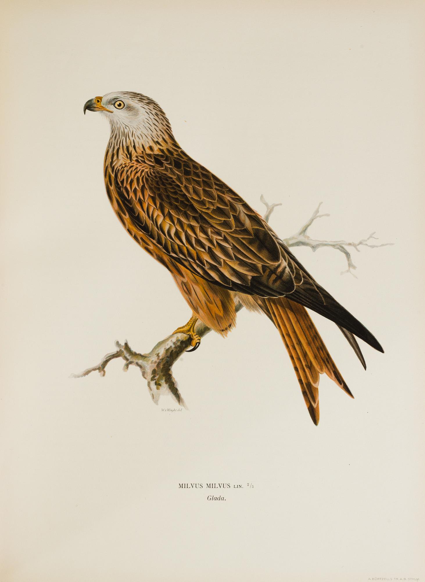 M, W & F VON WRIGHT, boks, 3 volumes, "Svenska fåglar", A. Börtzells tryckeri AB Stockholm, 1927-1929.