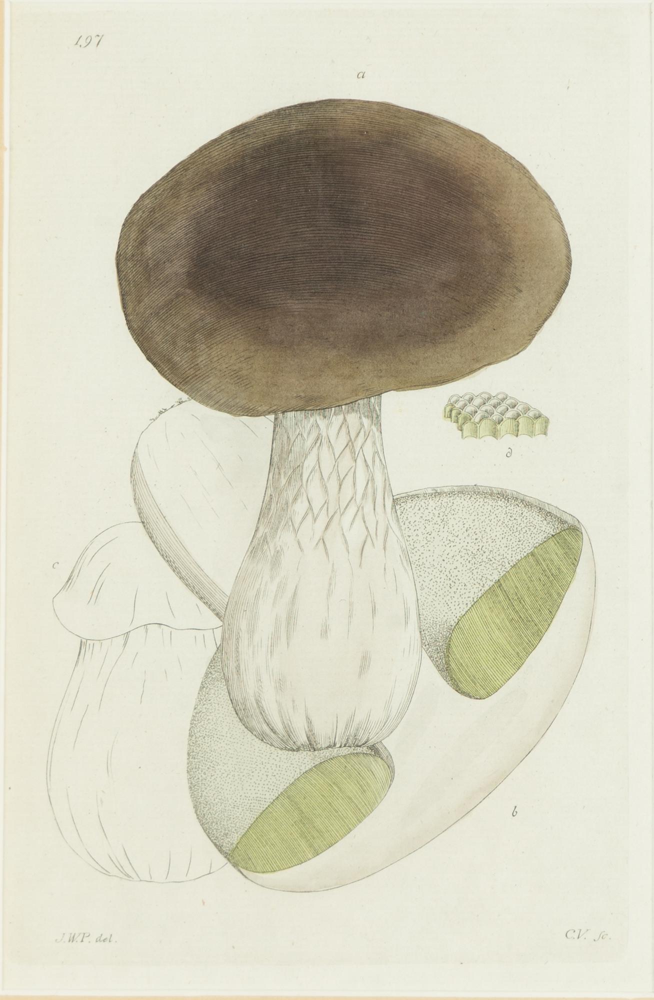 Twelve hand-coloured engravings, J.W. Palmstruch, from 'Svensk Botanik', 1802-1840.