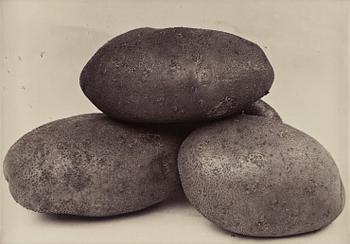 351. Charles Jones, "Potato Midlothian Early, Ote Hall, Sussex", 1900-1902.