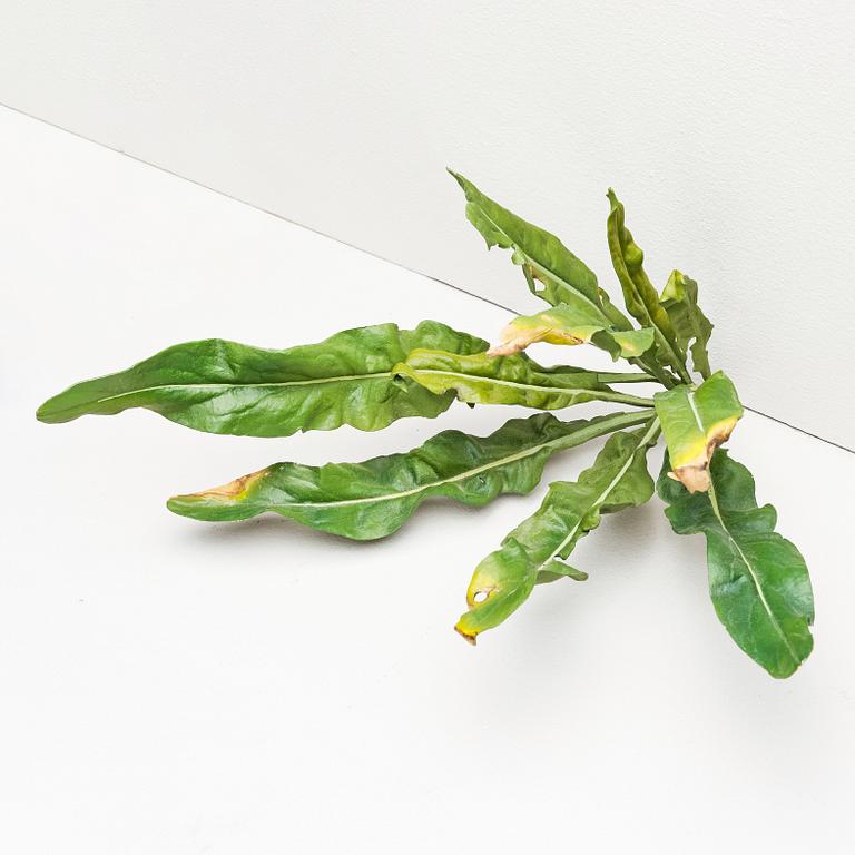 Tony Matelli, "Weed #65".