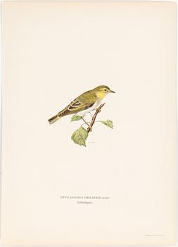 LITHOGRAPH, 30 pcs, after von Wright, Magnus, Wilhelm and Ferdinand & Hallberg, Bror. A. Börtzell, Stockholm.