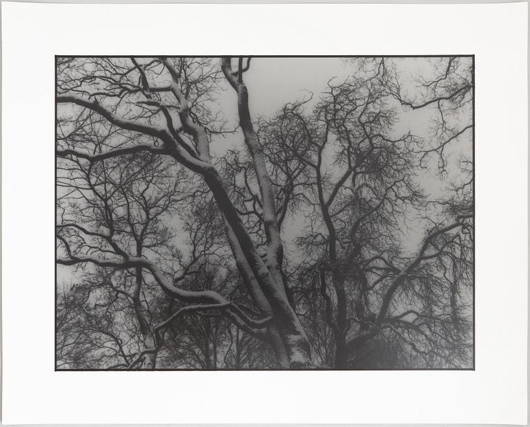 Kenneth Gustavsson,  "Utan titel (träd)", 1985.