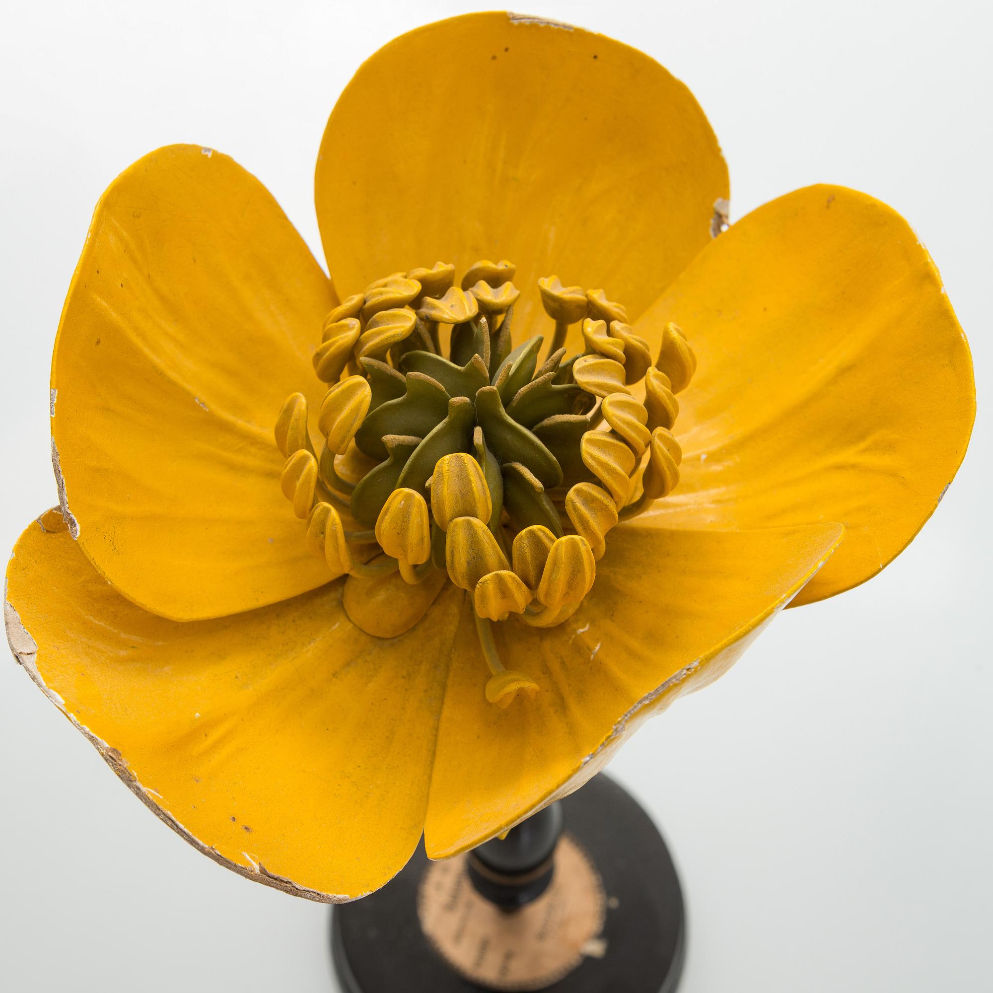 Robert Brendel, a botanical model, R. & R. Brendel. Poland, turn of the 20th century.