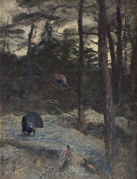 588. Bruno Liljefors, "Tjäderspel" (Capercaillie's calls).