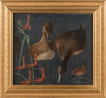 MAGNUS VON WRIGHT, STUDY OF DUCKS.